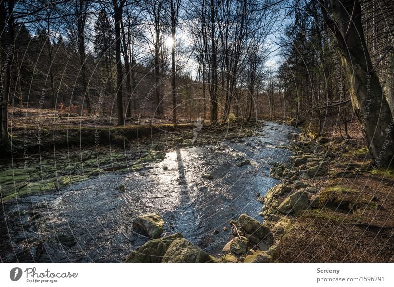 Life is a long calm river... Nature Landscape Plant Water Sky Sun Sunlight Spring Beautiful weather Tree Grass Bushes Forest River bank Wet Natural Blue Brown