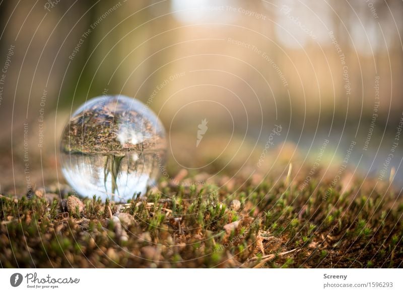 bank location Nature Landscape Plant Grass Moss Forest River bank Round Brown Green Serene Patient Calm Crystal ball Glass ball High Venn Colour photo