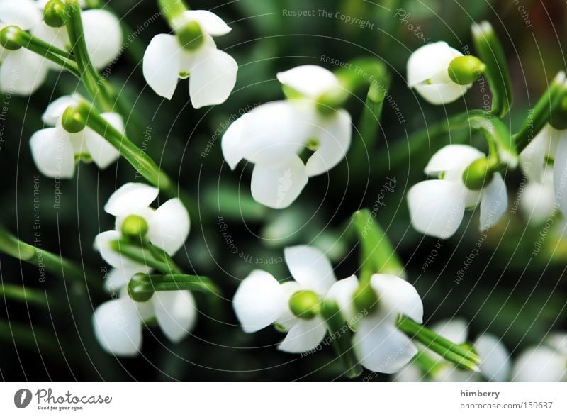 carillon Wild daffodil Snowdrop Plant Flower Blossom Nature Park garden and landscaping