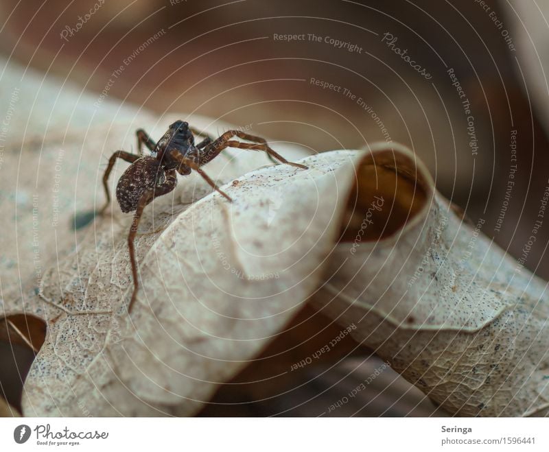 in pose Nature Plant Animal Spring Tree Grass Bushes Moss Leaf Garden Park Meadow Forest Wild animal Spider Animal face 1 Crawl Spider's web Spider legs Insect