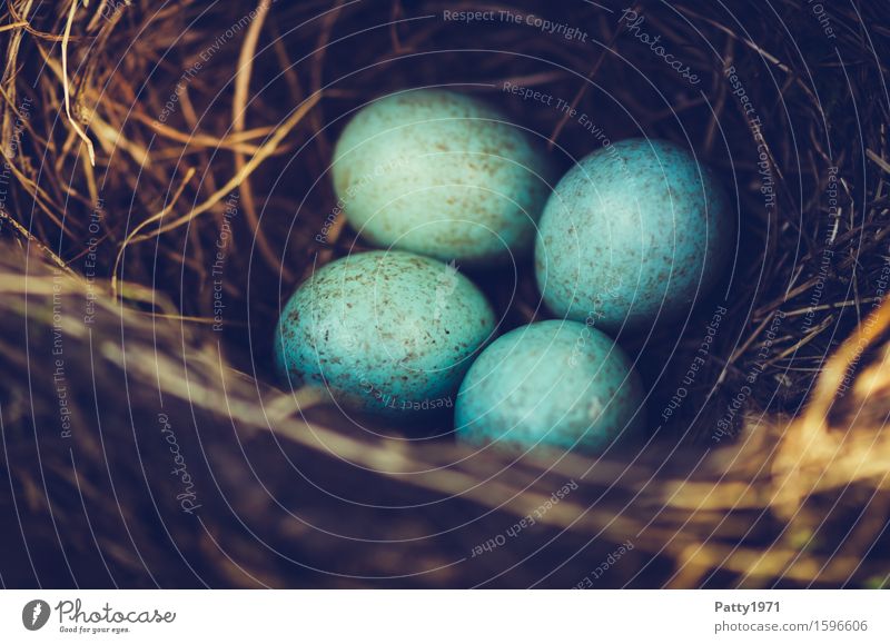 blackbird's nest Easter Environment Animal Bird Blackbird Egg Bird's eggs Nest Brown Turquoise Protection Safety (feeling of) Warm-heartedness Together