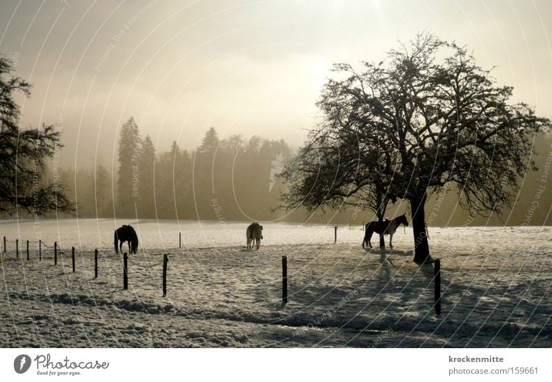 horse whispering Horse Tree Forest Equestrian sports Ride Fence Snow Winter Fog Haze 3 Animal Pasture Switzerland Landscape Back-light To feed Mammal stable