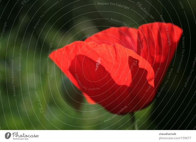 poppy day Poppy Poppy blossom Flower Blossom Plant Blossoming Summer Shadow Red Force Delicate Transparent Colour