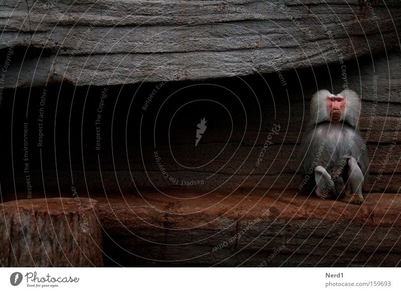 on one's own Monkeys Loneliness Gray Zoo Baboon Stone Set Looking Pelt Mammal Sadness Captured Individual 1 Sit Enclosure Copy Space left Boredom charade Calm