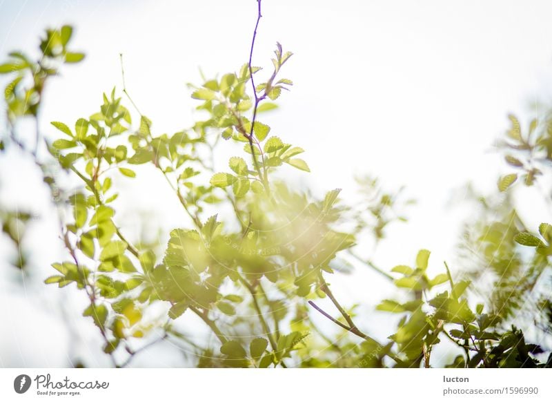 Green branch in spring sunlight Environment Nature Landscape Plant Animal Sky Cloudless sky Sun Sunlight Spring Beautiful weather Tree Bushes Leaf Twig Garden