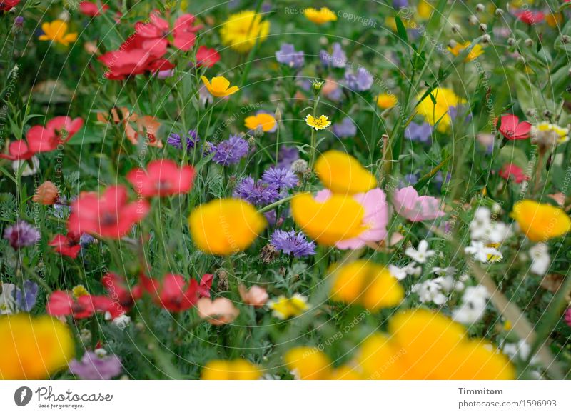 Karl sees colors. Plant Beautiful weather Flower Flowering plant Park Blossoming Friendliness Happiness Natural Yellow Green Violet Red White Emotions Joy