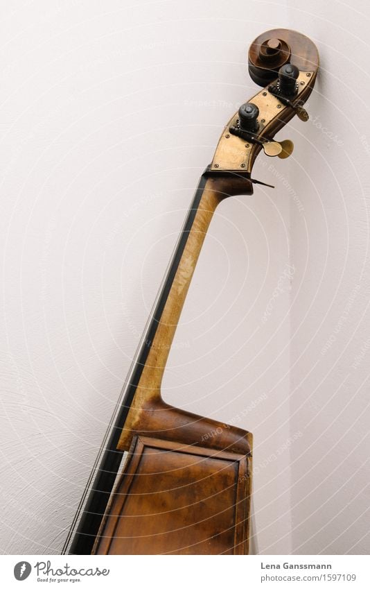 Head of a double bass Art Music Concert Musician Double bass String instrument Classical Jazz Wood Study Luxury Colour photo Interior shot Deserted