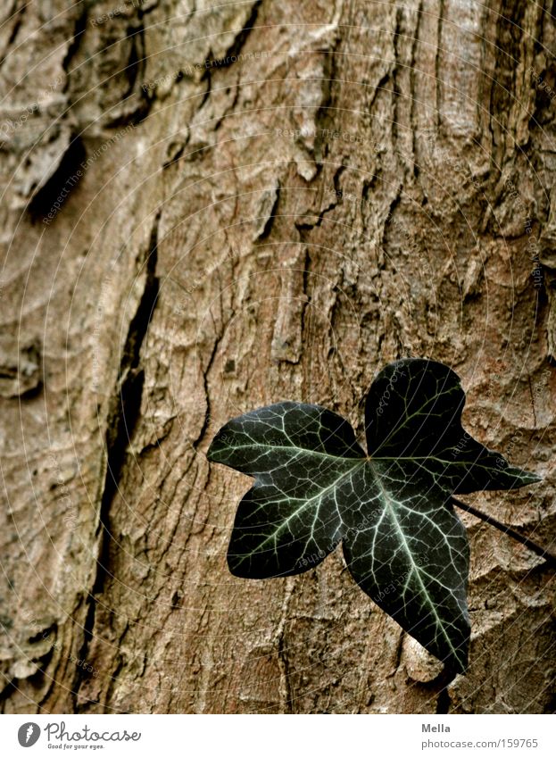 one Ivy Leaf Tree bark Tree trunk Green Brown Individual Loneliness Single Growth Flourish