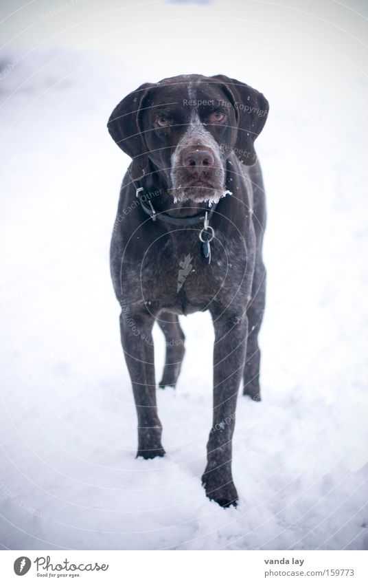 You called? Dog Animal Neckband Snow Snowfall Hound Frontal Cold Ice Watchfulness Winter Mammal German Shorthair Dog collar