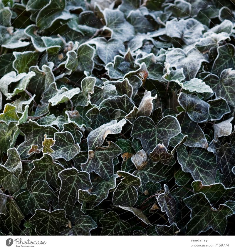 ivy Ivy Plant Ice Frozen Hoar frost Winter December January Cold Green Nature Organic farming Leaf Background picture Structures and shapes Bordered