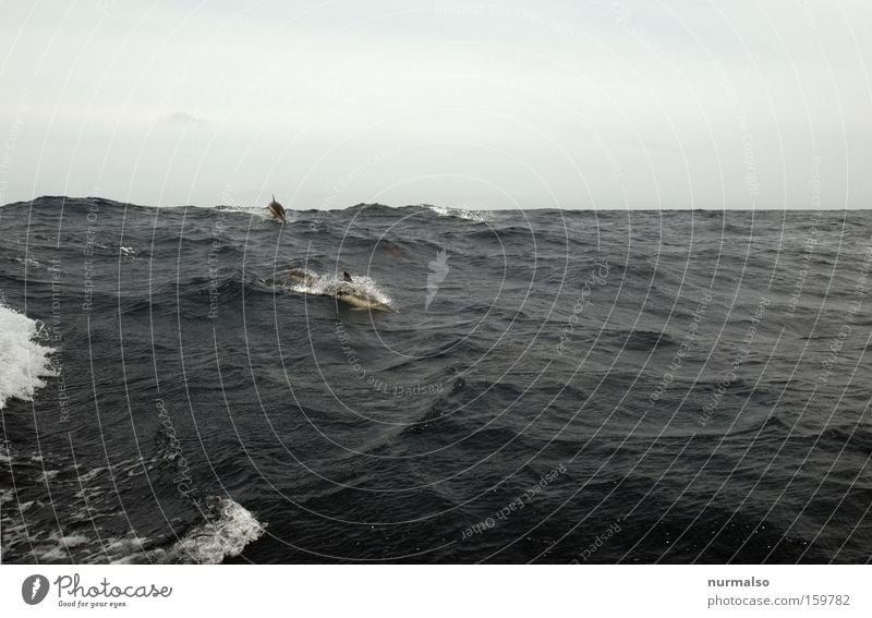 then on the Bay of Biscay Sail Sailboat Waves Ocean Atlantic Ocean Dolphin Jump Driving Travel photography Freedom Horizon Sea water Emotions Fish sea dweller