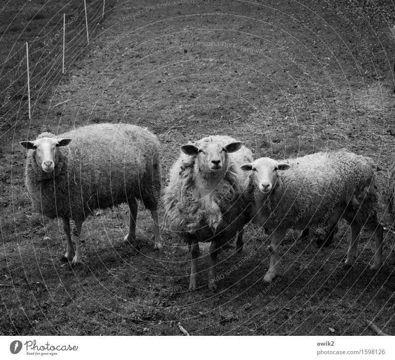 Software Environment Nature Animal Grass Pasture Fenced in Surround Sheep 3 Observe Looking Stand Curiosity Friendship Considerate Bushy Together Attachment