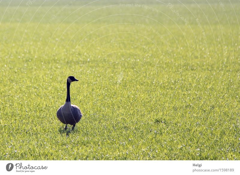 backlight goose... Environment Nature Landscape Plant Animal Spring Beautiful weather Grass Meadow Wild animal Goose Canadian goose 1 Looking Stand Exceptional
