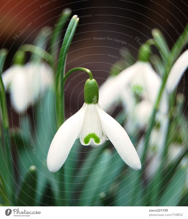 herald of spring Spring Snowdrop Blossom Plant Green White Nature Flower Bell Hope Longing Wake up Winter's day Winter flower Anticipation Stalk