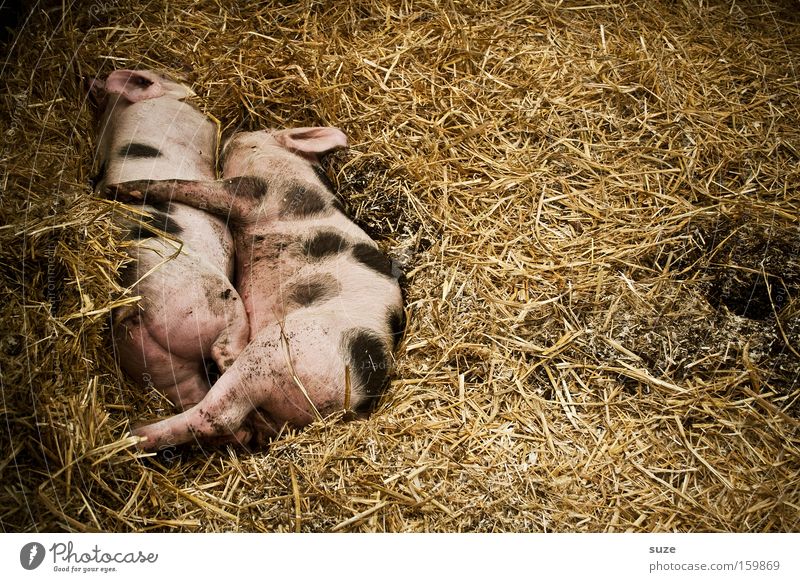 pigs' EIRY Organic produce Happy Well-being Animal Farm animal Swine Piglet 2 Pair of animals Sleep Pink Love of animals Bristles Speckled Straw Barn