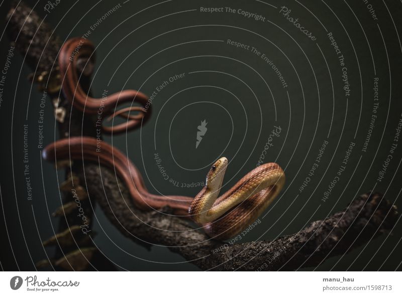 "Elegance. Environment Animal Pet Snake 1 Hunting Esthetic Exceptional Exotic Voracious Elegant Surrealism Branch Colour photo Interior shot Deserted