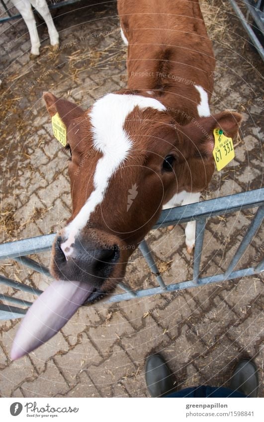 Bööööh - Calf sticks out tongue Milk Agriculture Forestry Nose Tongue Pet Farm animal Cow Cattle Beautiful Brown Livestock Cattle breeding Cattle farming