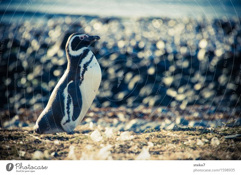 beach butler Coast Animal Penguin 1 Observe Stand Wait Elegant Cold Curiosity Patagonia Copy Space right Animal portrait