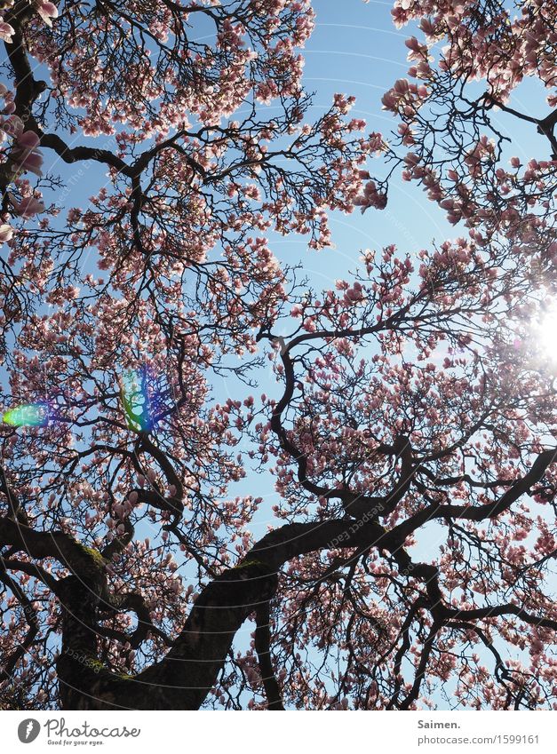 Magnolienblüte Magnolienbaum Pink Plant Spring Nature Beautiful Baum Himmel schönes Wetter Baumkrone Äste Zweige Sunlight blühen