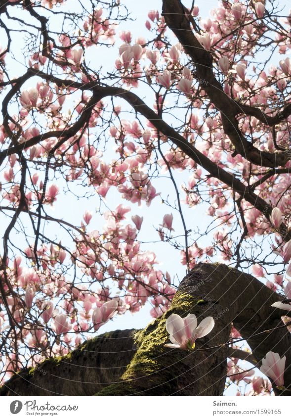 Magnolienblüte Magnolienbaum Magnolienblpte Baum blühen Blütenblätter Blätter Natur Umwelt schön Detail Pflanze Leben wachsen Moos Baumstamm Äste