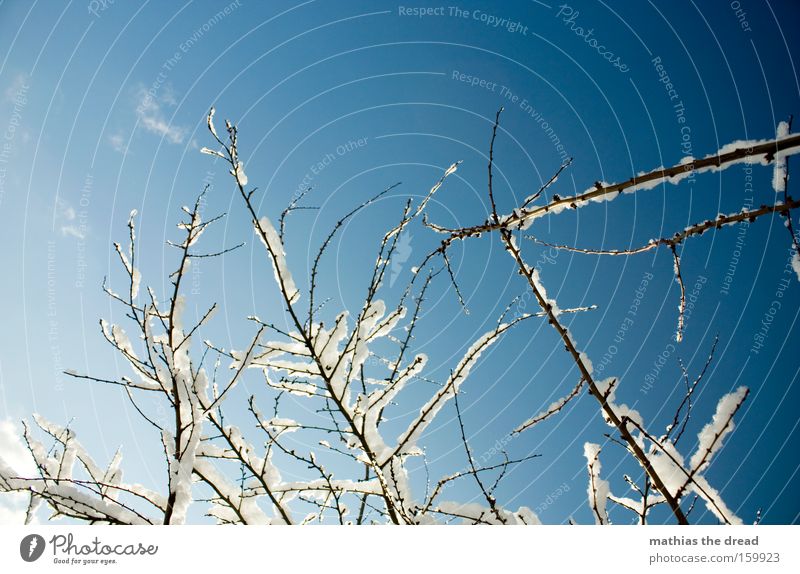 ICE WIZARD Tree Branch Sky Clouds Snow Bleak Winter Part of the plant Beautiful Sunbeam Idyll Cold grow together