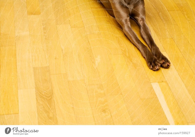 adaptable. Dog Paw Weimaraner Parquet floor Wood Brown Yellow Stripe Parallel Pet Anonymous Pelt Floor covering Warmth Detail Mammal tia