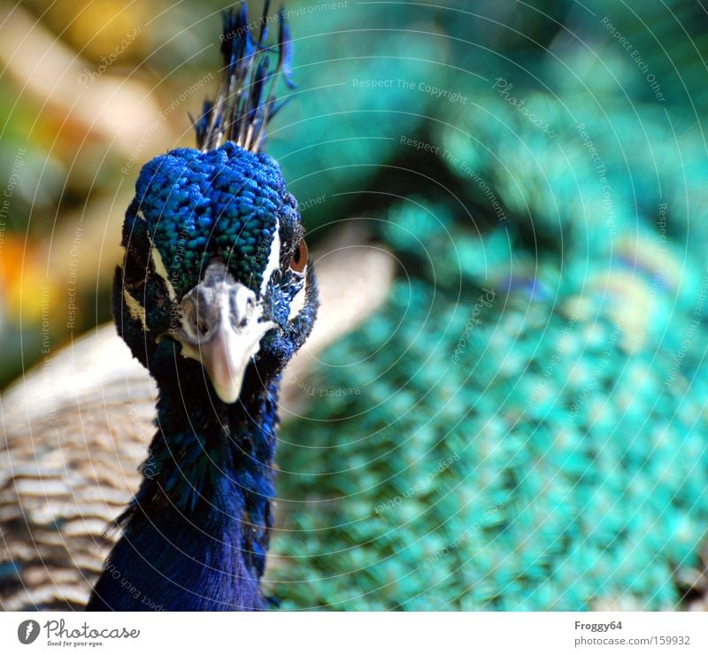 peacock Bird Peacock Blue Feather Wing Neck Head Delicate Soft Beak Eyes India Beautiful