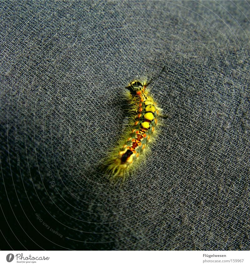 jeans caterpillar Jeans Caterpillar Cocoon Worm Animal Pants Insect
