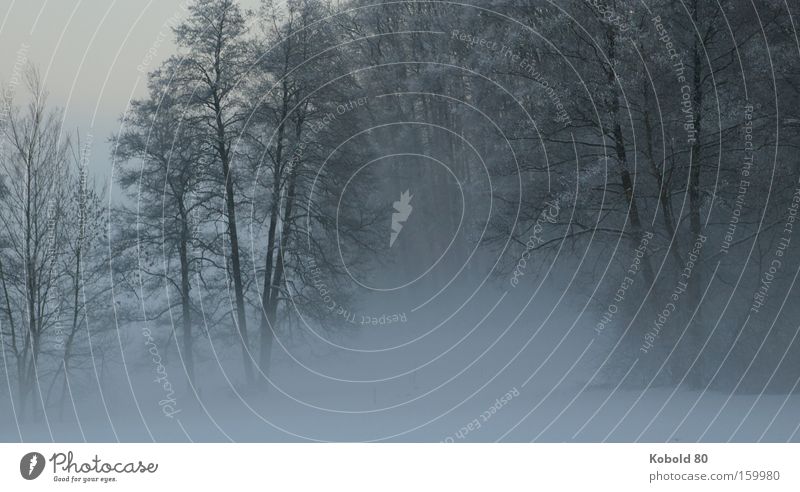 The silence in the fog Fog Nature Tree Winter Snow Silhouette Grief Landscape Landscape format Silence Silence