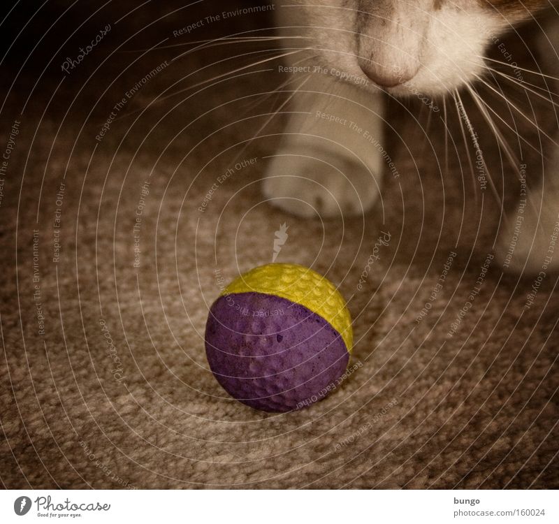 cupido ludendi Cat Ball Carpet Playing Romp Play instinct Animal Paw Nose Mammal Ball sports