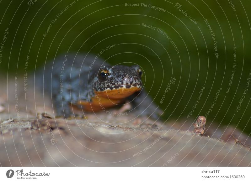 Up to the creek (1) ... Nature Spring Forest River bank Animal Wild animal Alpine newt Movement Going Elegant Willpower Effort Colour photo Exterior shot