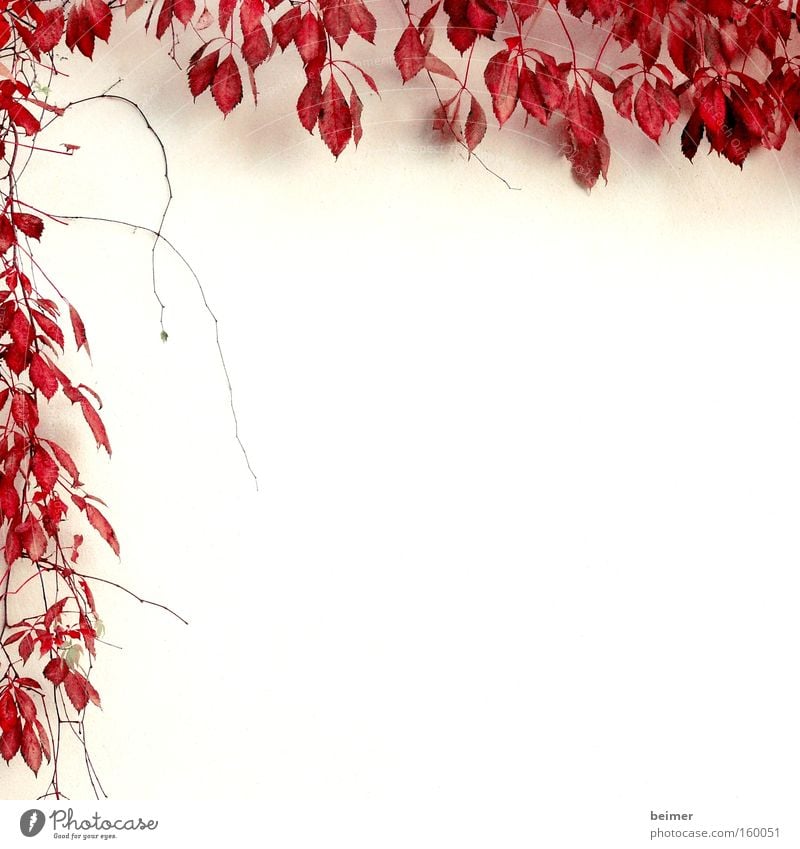 Climber II Plant Tendril Wall (building) Delicate Frame Bordered Background picture Nature Leaf Creeper Growth Red Autumn