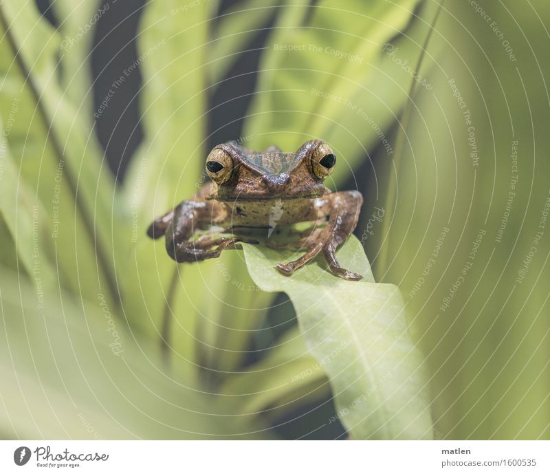 excess width Nature Plant Animal Frog 1 Sit Brown Green overwidth Wide Eyes Looking into the camera Colour photo Subdued colour Close-up Pattern