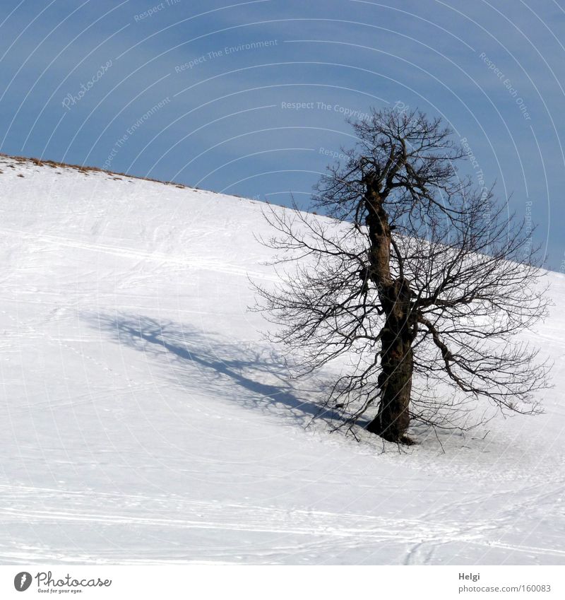 sunny winter day... Winter Cold Snow Frost Tree Tree trunk Headstrong Shadow Mountain Sky White Blue Helgi