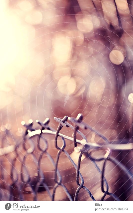 Dream of the fence. Wire netting Fence Sun Detail Metal Metalware Blur Pink Morning Leaf Autumn Light Tilt