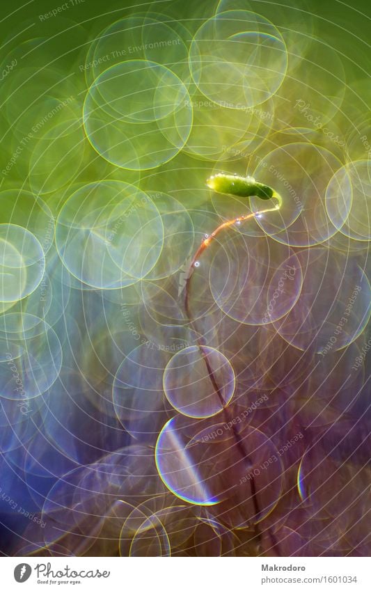 Dance of the moss sprout Nature Plant Water Moss Emotions Moody Joy Happy Happiness Romance Life Colour photo Exterior shot Close-up Detail