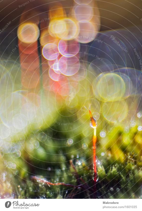 Light in the moss Nature Plant Drops of water Sunlight Moss Happiness Emotions Joy Happy Contentment Joie de vivre (Vitality) Spring fever Anticipation