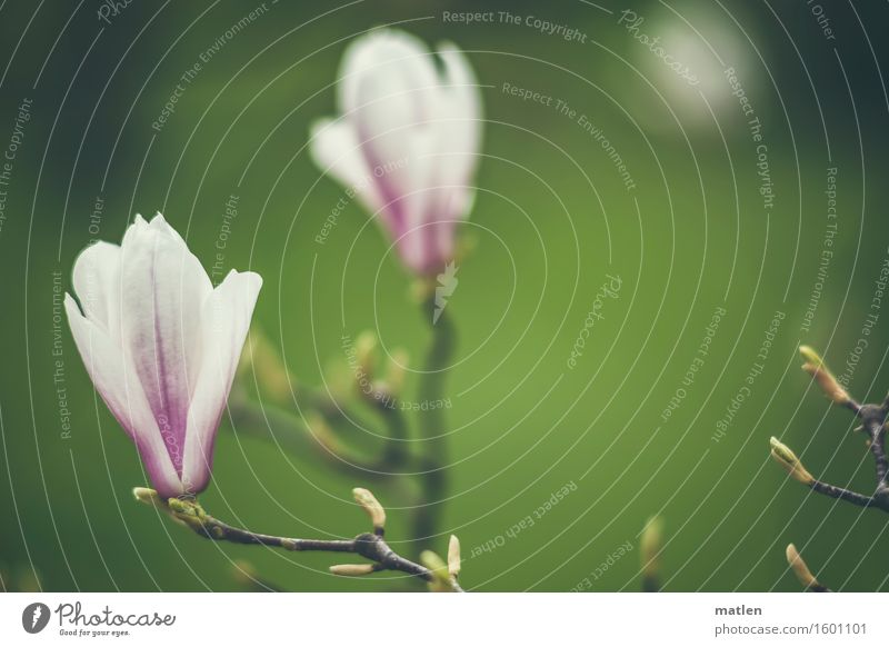 unfolding Nature Plant Spring Tree Blossom Blossoming Green Violet White Twig Leaf bud Magnolia blossom Deploy Colour photo Exterior shot Structures and shapes
