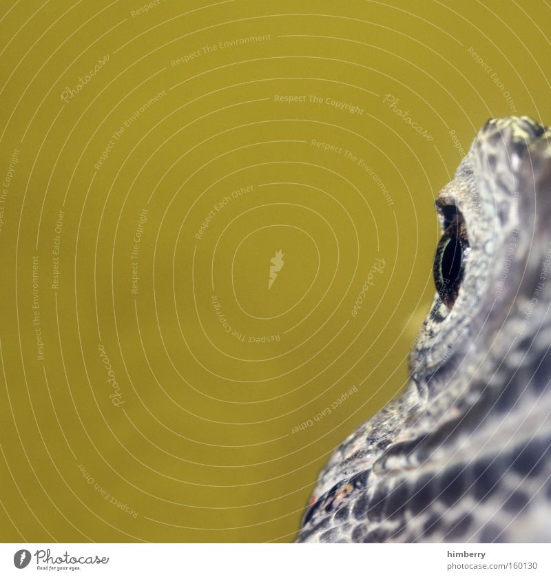 Front Focus Iguana A Royalty Free Stock Photo From Photocase