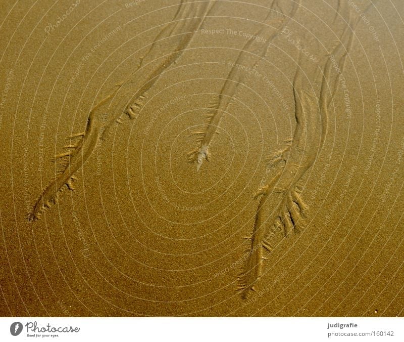 beach shapes Sand Beach Structures and shapes Gutter River Flow Nature Ocean North Sea Sylt Coast Mouth of a river Colour Do the dishes sluiced out Delta