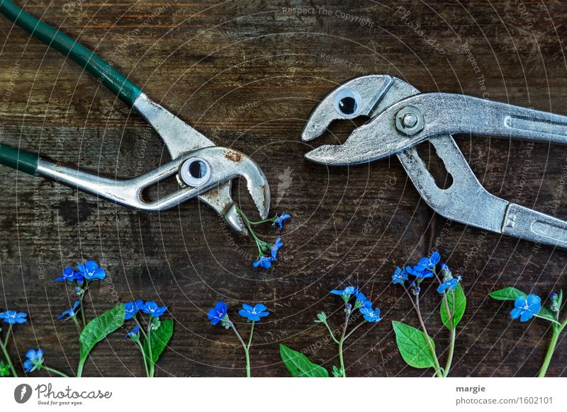 Are you thinking what I'm thinking? Two pincers with eyes and many forget-me-nots - flowers on an old wooden table Craftsperson Gardening Workplace