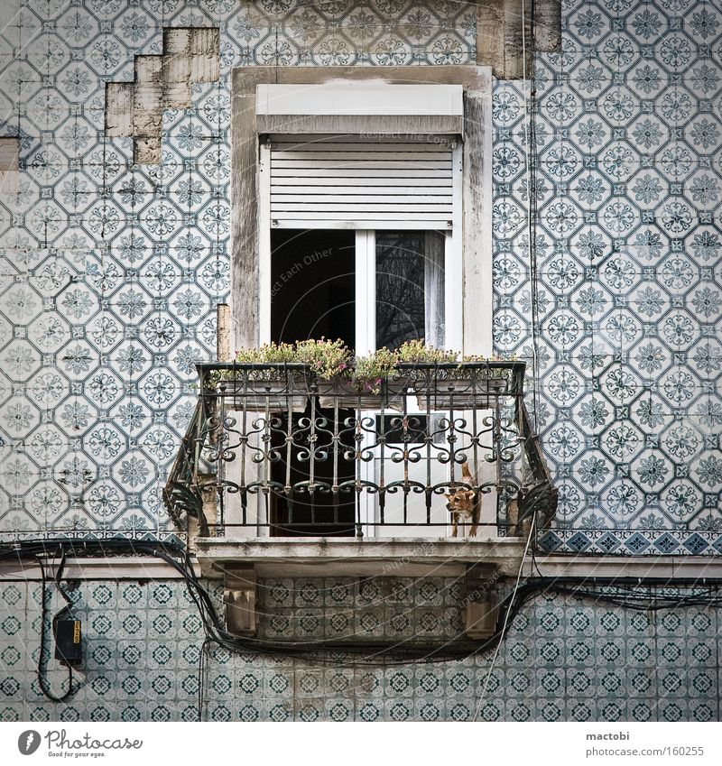 little dog makes big noise Lisbon Portugal Balcony Dog Tile Street Derelict Facade Crash Venetian blinds Detail bark