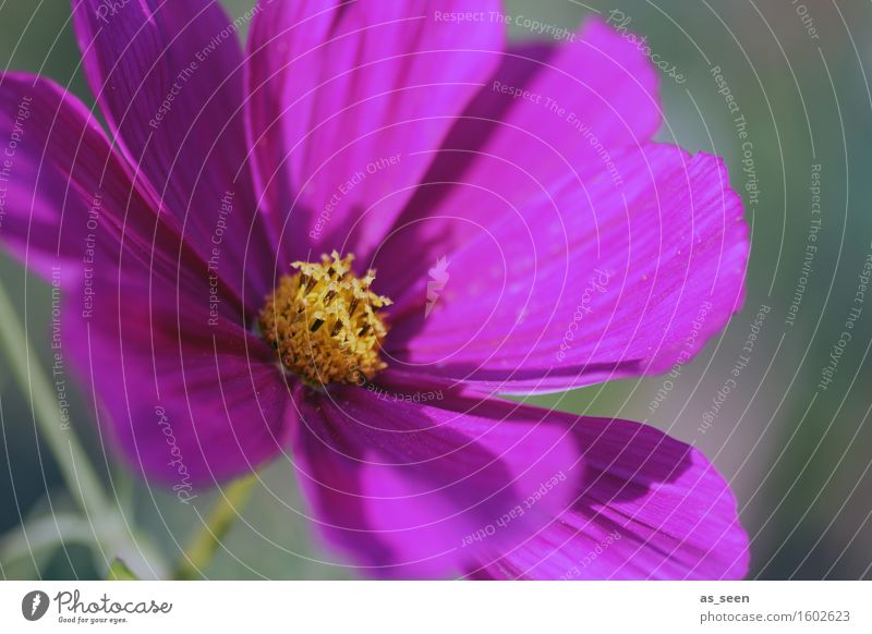 anemone Life Harmonious Trip Decoration Mother's Day Environment Nature Plant Blossom Stamen Anemone Blossoming Illuminate Esthetic Green Violet Happy