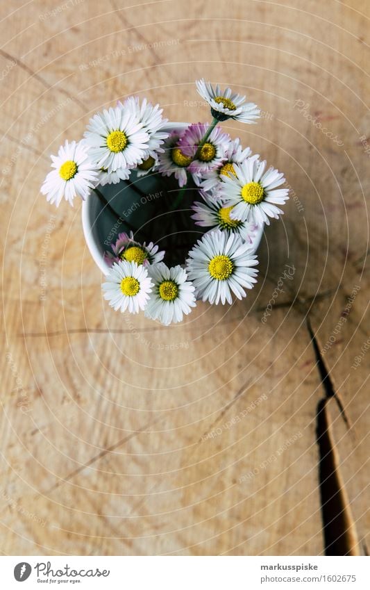 daisy on mother's day Relaxation Fragrance Leisure and hobbies Handicraft Living or residing Mother's Day Flower Blossom Foliage plant Wild plant Daisy Love
