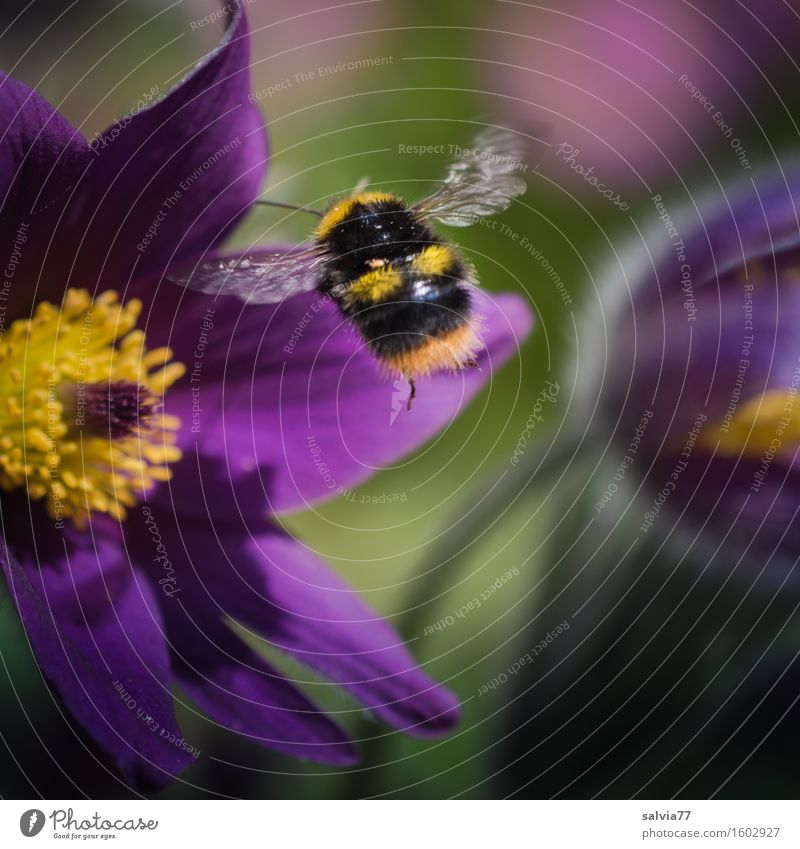 Brummer on approach Environment Nature Plant Animal Spring Flower Blossom Wild plant Anemone Garden Wing Bumble bee Insect Blossoming Fragrance Flying Yellow