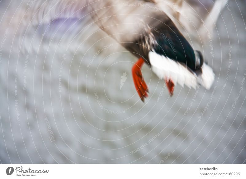 Blurred duck Duck Drake Flying flying duck Aviation Beginning Fate departure budget airlines