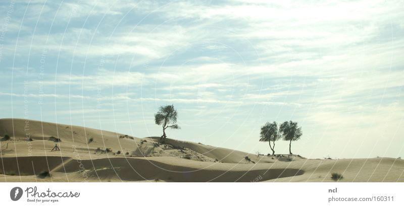 desert sea Desert Landscape Sand Sun Sky Tree Hot Shadow Dusty Drought Dubai Far-off places Bleak Infinity Earth Derelict Asia