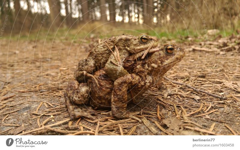 ...connected... Animal Frog 2 Pair of animals Rutting season Touch Carrying Exceptional Authentic Contentment Spring fever Trust Safety (feeling of) Agreed