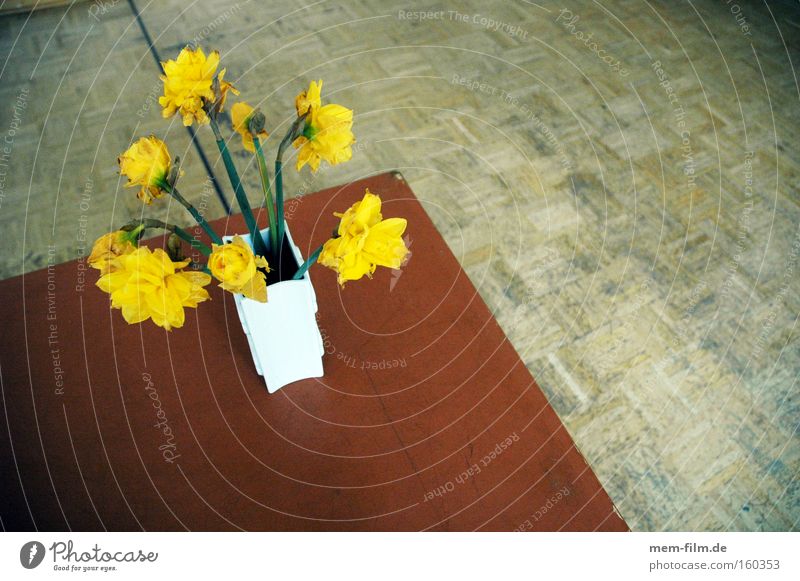daffodils Narcissus Yellow Wild daffodil Table Vase flowers spring spring greeting