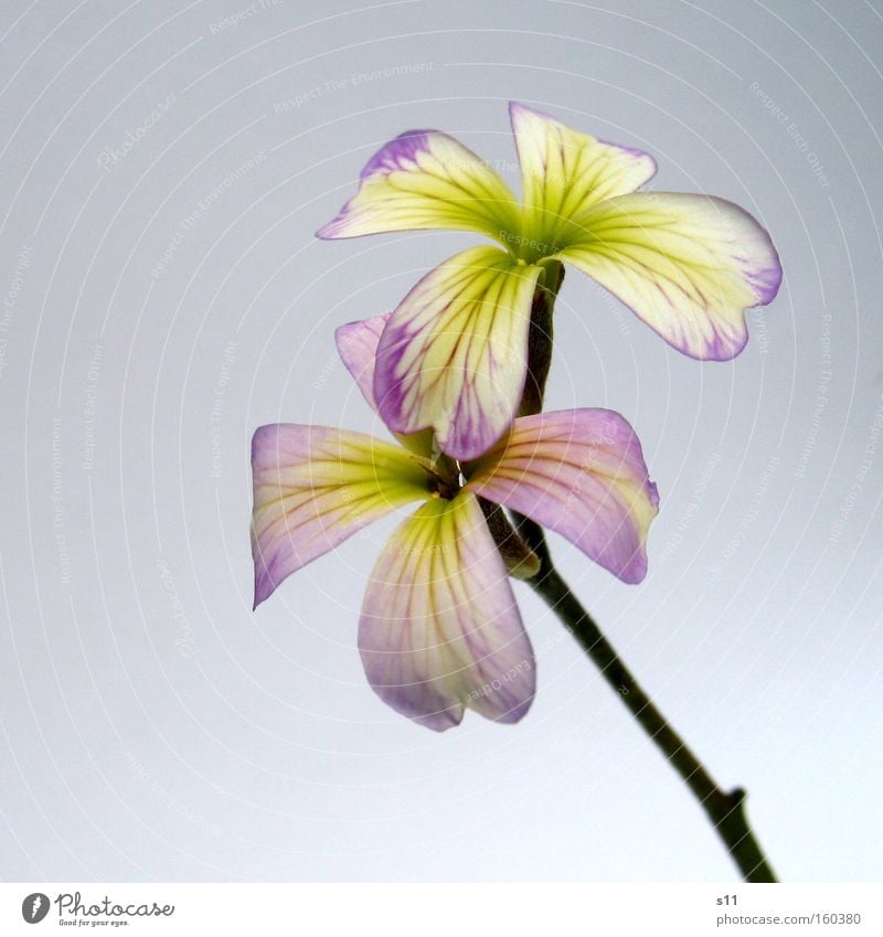 viola Violet Flower Delicate Style Elegant Spring Green Nature Plant Blossom leave Joy Macro (Extreme close-up) Close-up Beautiful Stalk Modern In pairs